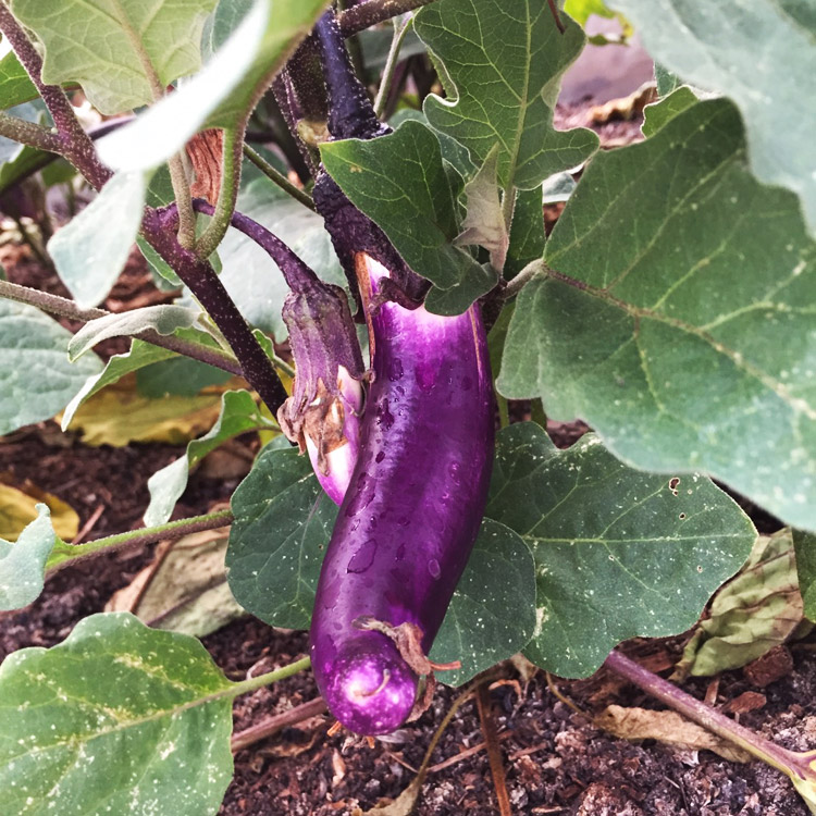 img_eggplants